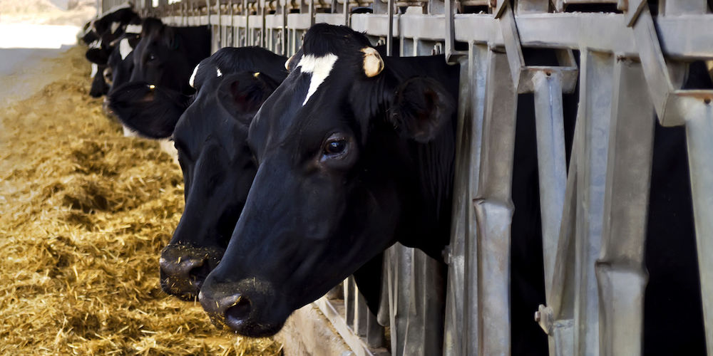 Dairy cows